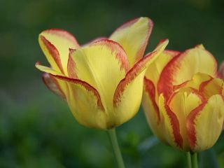 فال روز جمعه ۱۹ دسامبر - ۲۸ آذر