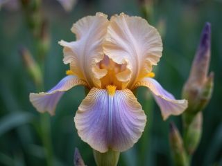 فال روز جمعه ۲۶ دسامبر - ۵ دی