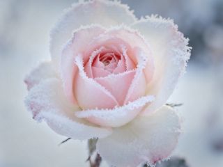 فال روز دوشنبه ۲۹ دسامبر - ۸ دی