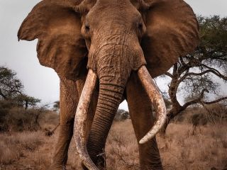 تصویری که ما در حیات وحش می بینیم در برابر تصویری که یک عکاس حرفه‌ای تصویربرداری می‌کند