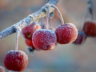 فال روز جمعه ۲ ژانویه - ۱۲ دی