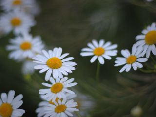 فال روز شنبه ۳ ژانویه - ۱۳ دی