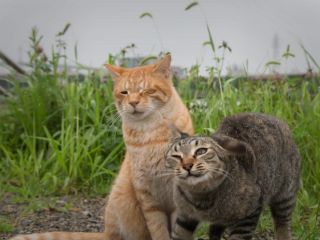 خنده‌دارترین فیگور گربه ها که شکار دوربین شده‌اند