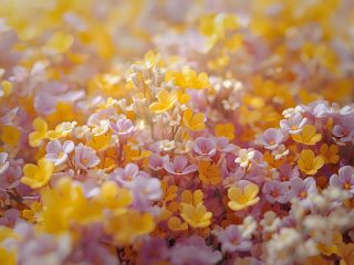 فال روز دوشنبه ۵ ژانویه - ۱۵ دی