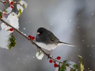 فال روز سه‌شنبه ۶ ژانویه - ۱۶ دی