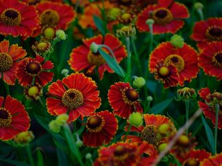 فال روز پنجشنبه ۸ ژانویه - ۱۸ دی