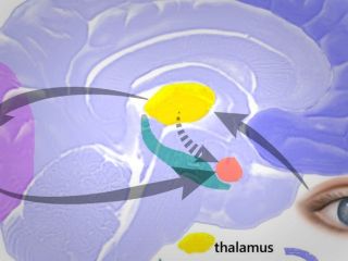 «غلبه آمیگدال»؛ وقتی احساسات فرمان انسان را در دست می‌گیرند