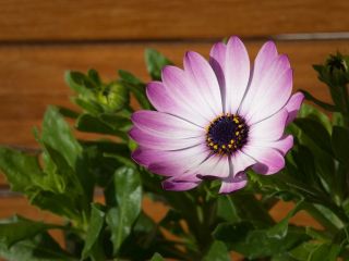 فال روز یکشنبه ۱۱ ژانویه - ۲۱ دی