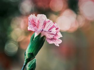 فال روز دوشنبه ۱۲ ژانویه - ۲۲ دی