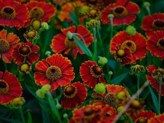 فال روز پنجشنبه ۱۵ ژانویه - ۲۵ دی