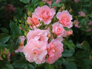 فال روز پنجشنبه ۲۲ ژانویه - ۲ بهمن