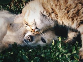 پژوهش نشان می‌دهد سوگ پس از مرگ حیوان خانگی به اندازه از دست‌دادن یکی از عزیزان ماندگار است