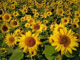 فال روز جمعه ۲۳ ژانویه - ۳ بهمن