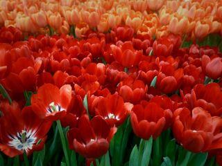 فال روز یکشنبه ۲۵ ژانویه - ۵ بهمن