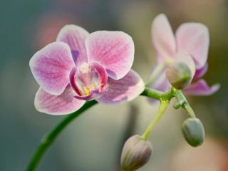 فال روز دوشنبه ۲۶ ژانویه - ۶ بهمن