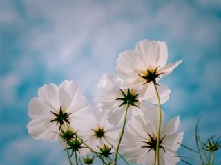 فال روز جمعه ۳۰ ژانویه - ۱۰ بهمن