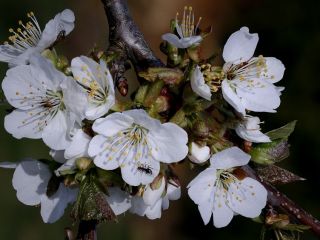 فال روز یکشنبه ۱ فوریه - ۱۲ بهمن