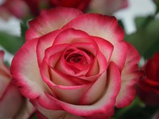 فال روز دوشنبه ۲ فوریه - ۱۳ بهمن