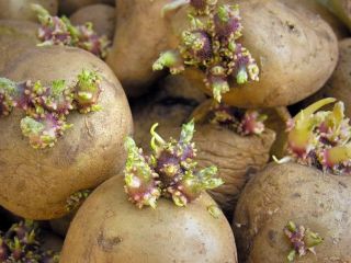 هرگز این سیب‌زمینی را مصرف نکنید! هشدار جدی کارشناسان سلامت