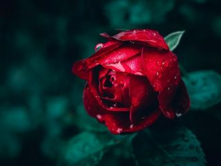 فال روز پنجشنبه ۵ فوریه - ۱۶ بهمن