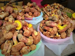 قارچ مرموزی که آدم‌ها را وادار می‌کند «آدمک‌های کوچک» ببینند