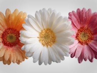 فال روز یکشنبه ۸ فوریه - ۱۹ بهمن