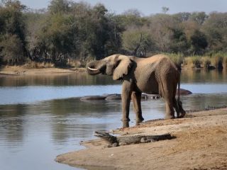 شکارچی نگونبخت ۵۲ ساله هنگام فرار از گله فیل‌‌ها، طعمه تمساح شد