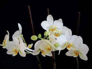 فال روز دوشنبه ۹ فوریه - ۲۰ بهمن