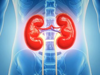 کشف غیرمنتظره: آیا سنگ کلیه یک بیماری باکتریایی است؟