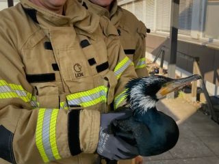 پناه بردن کلاغ دریایی زخمی به اورژانسی در آلمان
