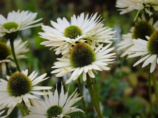 فال روز پنجشنبه ۱۹ فوریه - ۳۰ بهمن