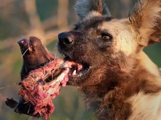 چهره واقعی حیات‌وحش؛ صحنه‌های خونینی که نمایشگر تلاش برای بقاست