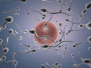 نتیجه پژوهش جدید: تحرک اسپرم در تابستان بیشتر و در زمستان کمتر است