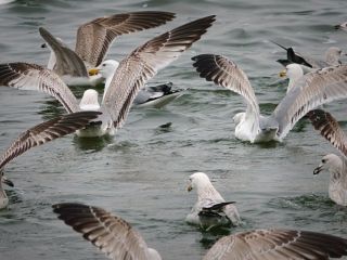 فال روز چهارشنبه ۴ مارچ - ۱۳ اسفند