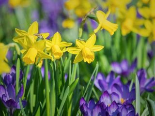 فال روز جمعه ۶ مارچ - ۱۵ اسفند