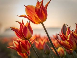 فال روز جمعه ۱۳ مارچ - ۲۲ اسفند