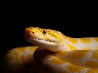 خون پایتون چه می‌گوید از لاغری، سلامت عضلات و باکتری‌های روده