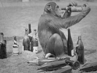 راز مگوی پسرعموهای دم‌بریده؛ چرا شامپانزه‌ها عاشق الکل‌ هستند؟