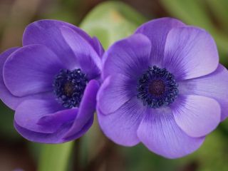 فال روز چهارشنبه ۲۵ مارچ - ۵ فروردین