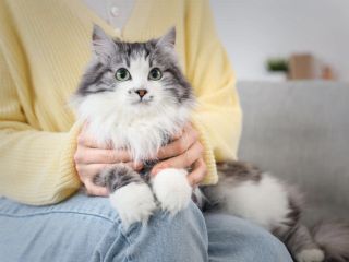 کلید درمان سرطان با تحقیق روی ژن گربه‌‌های خانگی