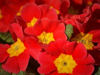 فال روز شنبه ۲۸ مارچ - ۸ فروردین