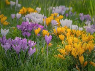 فال روز چهارشنبه ۱ اپریل - ۱۲ فروردین