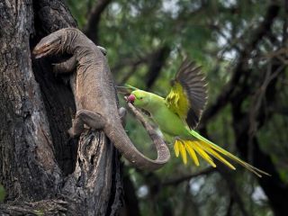 ۲۵ تصویر منتخب حیات وحش به انتخاب مردم  از میان بیش از ۶۰ هزار اثر ارسالی از بیش از ۱۰۰ کشور